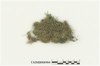 藏品(大麻羽苔)的圖片